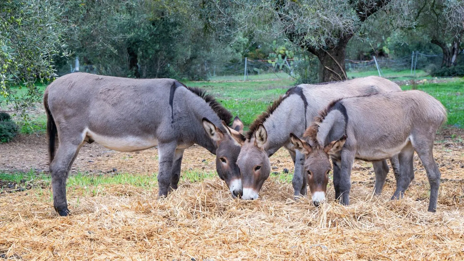 Su Leunaxiu Soleminis Farm stay